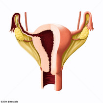 Ligamento Largo