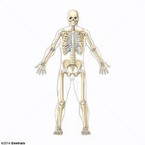 Ligamentos