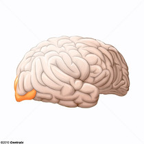 Lobo Occipital