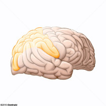Lobo Parietal