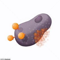 Mastcitos