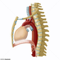 Mediastino