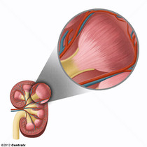 Medula Renal