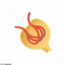 Membrana Basal Glomerular