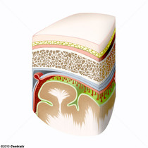 Meninges