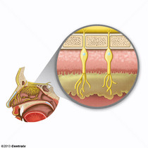 Mucosa Olfatria