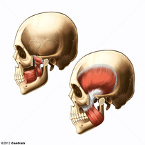 Msculos mastigatrios