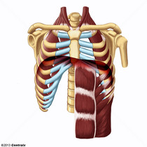Msculos Respiratrios