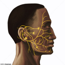 Nervo facial