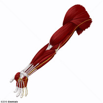 Nervo Ulnar