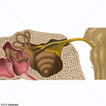 Nervo Vestibular