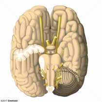 Nervos Cranianos