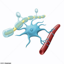 Glia