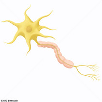 Neurnios