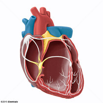 N Atrioventricular