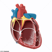 N Sinoatrial