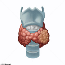 Ndulos da tireoide