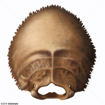 Osso Occipital