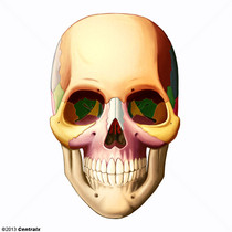 Ossos Faciais