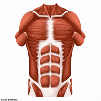 Parede Abdominal