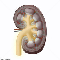 Pelve Renal