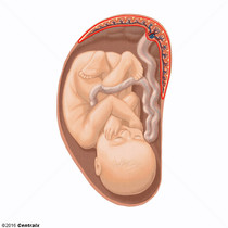 Placenta