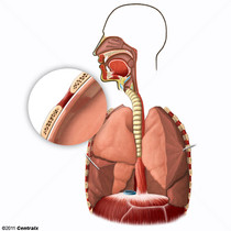 Pleura