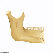Processo Alveolar