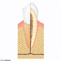Raiz Dentria