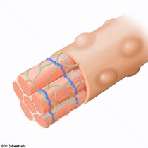 Retculo Sarcoplasmtico