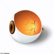 Retina