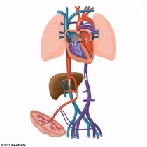 Sangue Fetal