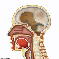 Seio lateral