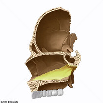 Septo Nasal
