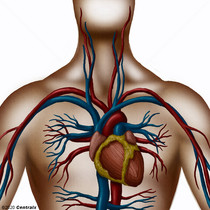 Sistema Cardiovascular