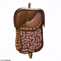 Sistema Digestrio