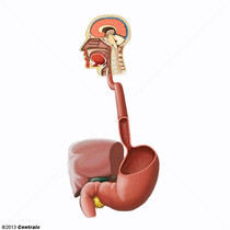 Trato Gastrointestinal Superior