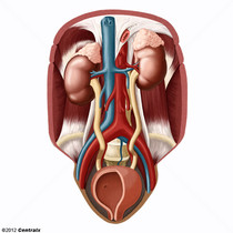 N70 - Salpingite e ooforite - HiDoctor CID-10