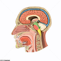Tronco cerebral