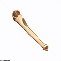 Ulna