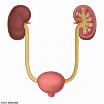 Ureter