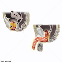 Uretra