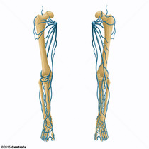 Veia Femoral