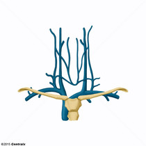 Veia Subclvia