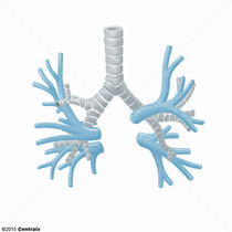 Veias Pulmonares