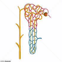 Alça de henle Alça de henle