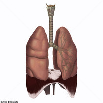 Sistema Respiratrio